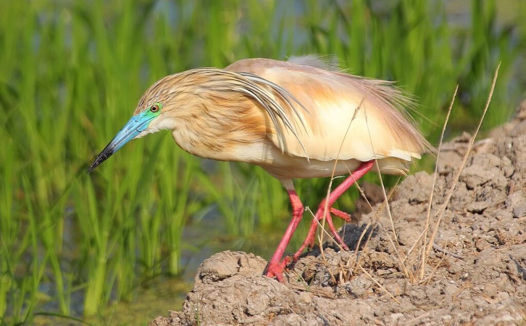Ave acuática entre arrozales de la fauna de l’Albufera