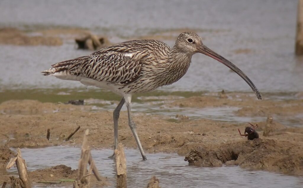 Ave limícola de la fauna de l’Albufera