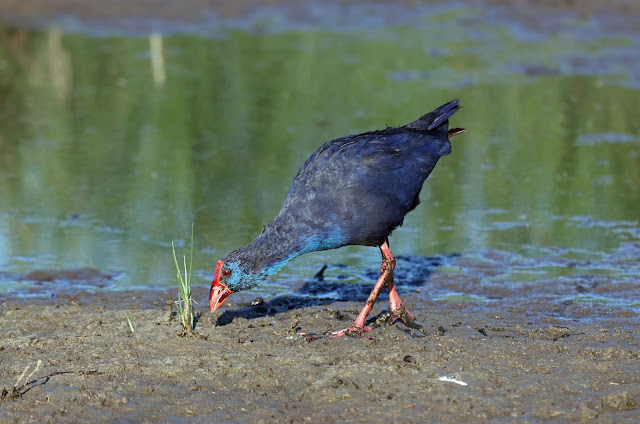 Ave acuática dentro de la fauna de l’Albufera