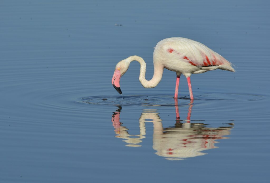 Flamenco de la fauna de l’Albufera