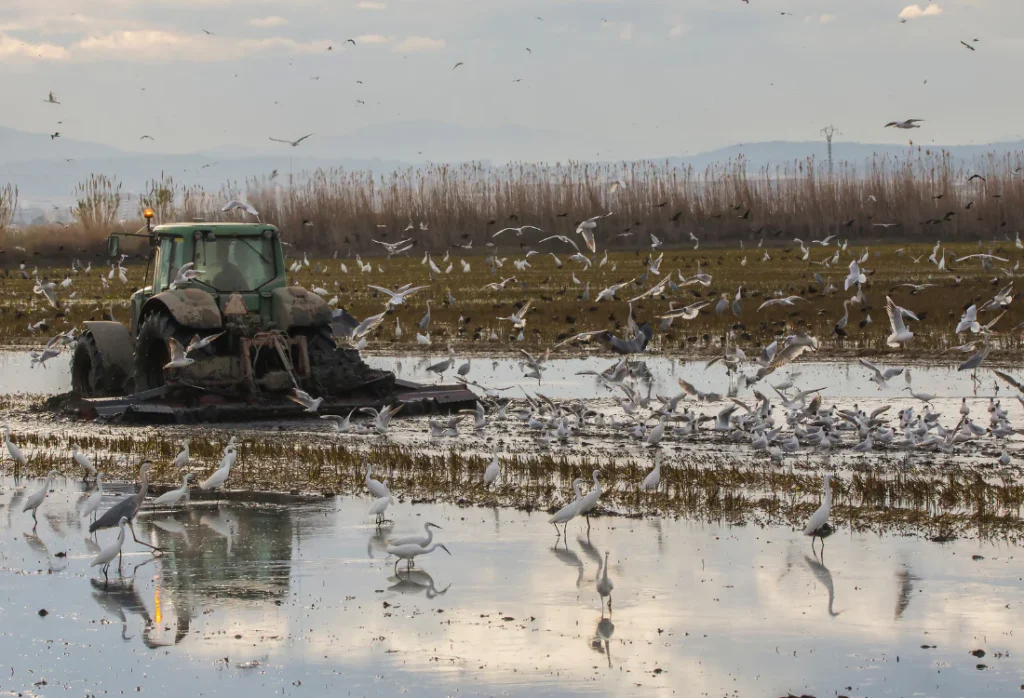 Campo de arroz durante el fangueo en la Albufera de Valencia