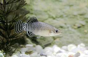 Fartet dentro de la fauna acuática de l’Albufera