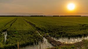 Cultivo del arroz en l’Albufera