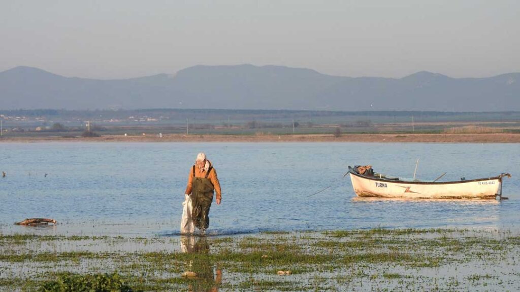 Barca tradicional navegando en la Albufera de Valencia