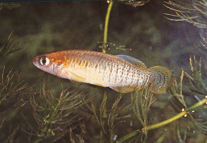 Samaruc dentro de la fauna acuática de l’Albufera
